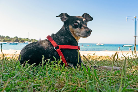 old Pinscher dog with red bib