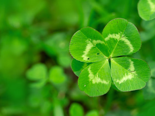 Four leaf clover in green grass