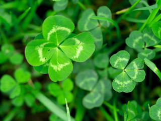 Four leaf clover in green grass