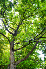 Big oak tree in green summer forest
