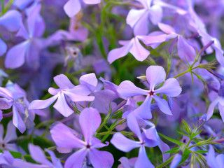 Beautiful background with creeping phlox, Phlox subulata flowers