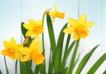 Blooming yellow daffodils (Narcissus)