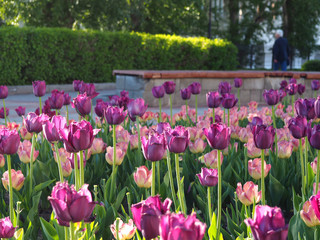 Beautiful purple and pink tulips blooming at the park