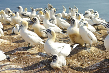 Northern gannets nesting on cliffs of Heligoland / Helgoland, panting in the summer heat to cool down.