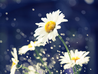 Beautiful white daisy flowers in sunny day