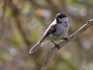 willow tit in the tree