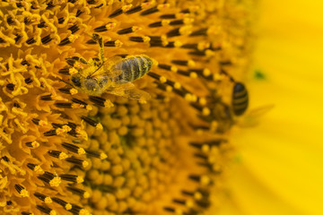 Detail of bee on sunflower in bloom