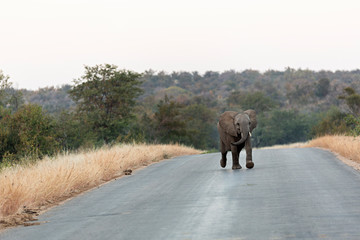 Fototapeta na wymiar Cría de elefante en el parque Kruger, Sudáfrica.