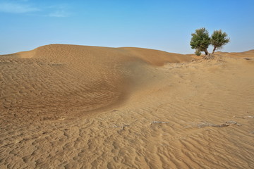 Couple of desert poplar-Populus euphratica trees. Keriya county-Xinjiang-China-0286
