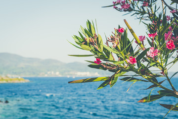 Sea panorama and flower called 