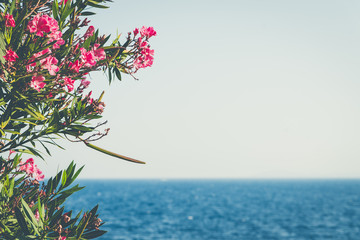 Sea panorama and flower called 