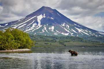 Kamchatka brown bear hunting in Kuril lake near volcano