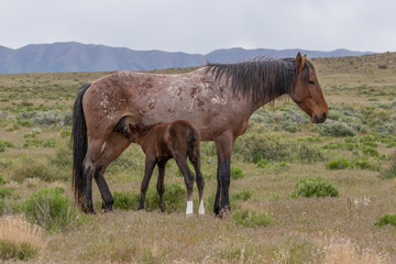Wild Horse Mare and Cute Foal in the Utah Desert