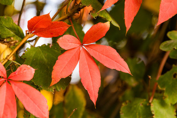 rote Blätter im Herbst 2