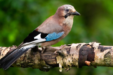 Jay