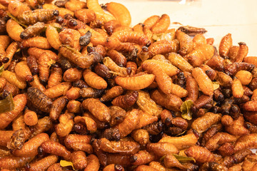 fried worm as local food, Red palm weevil, Asian palm weevil