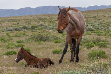 Wild Horse Mare and Cute Foal in the Utah Desert