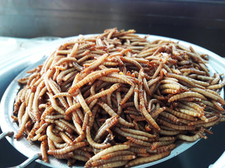 fresh meal worms in the market