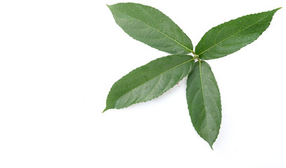 green leaves isolated on white background