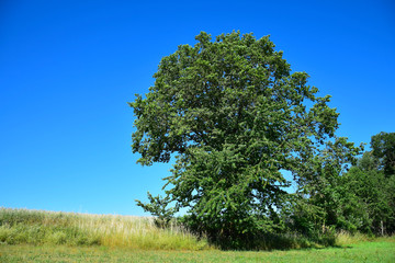 Fototapeta na wymiar A tree against a blue sky.
