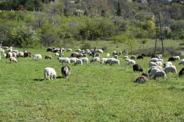 mouton dans le pré