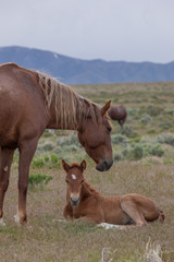 Naklejka na ściany i meble Wild Horse Mare and Cute Foal in the Utah Desert