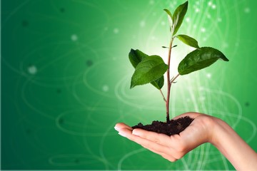 Fototapeta na wymiar Green Growing Plant in Human Hand on beautiful natural background