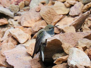 white-sided hillstar