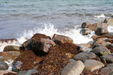 Sea surf on the shore, alga washed ashore and rocks bathed by sea water