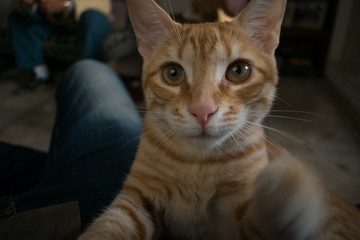 Yellow cat moving your paws 