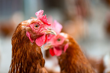 Fototapeta na wymiar Glückliche freilandhaltung Hühner und Hennen auf Bauernhof im Hühnerstall werden vom Bauern artgerecht gehalten und produzieren bio Eier