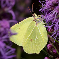 Schmetterling im Kontrast