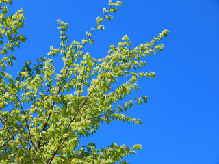 Young green branches of a beech under clear blue sky with copy space