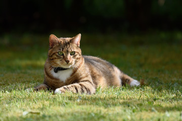 Naklejka na ściany i meble Un chat tigré couché sur l'herbe à l'extérieur dans un jardin