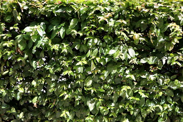 Background with green leaves in the sun, texture of a hedge