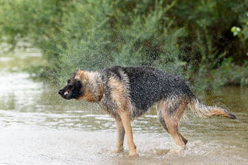 Un chien dans un cadre naturel extérieur en train de jouer avec de l'eau