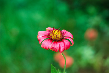 Pink flower close up
