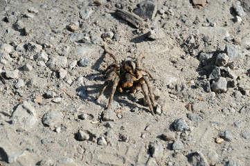 Spider night wolf on a background of stones and sand. An example of masking a spider in nature.