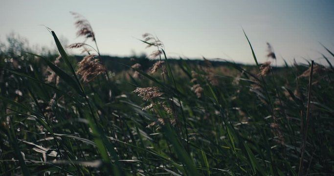 Straws swinging in the vind