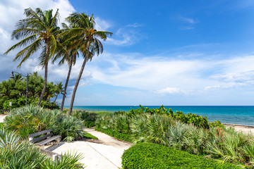 South Florida coastal palm trees and beach