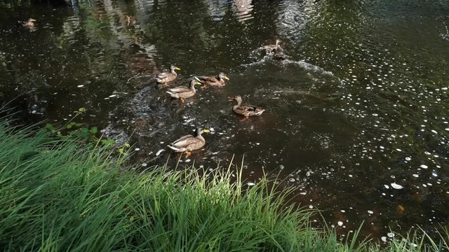 bataille de canards sur l'eau