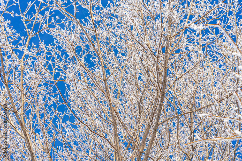 Canvas Prints maple branches covered in frost.