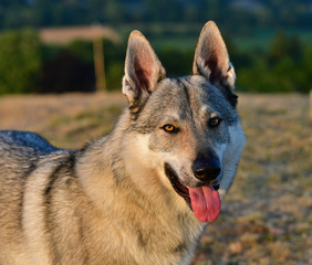 Portrait of a czechoslovakian wolfdog.