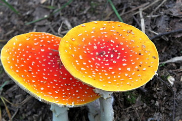 a medium-sized poisonous mushroom that grows in the forest in the middle of summer. A unique image of the surrounding nature.