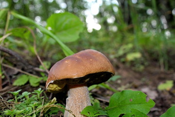 Edible mushroom of medium size, growing in the forest in the middle of summer. A unique image of the surrounding nature.