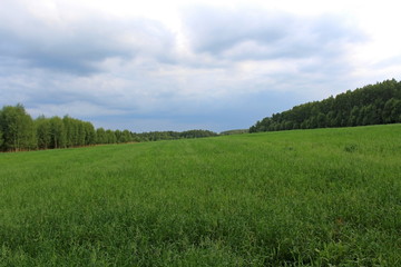 Oats, in the initial stage of ripeness, planted in forest land, for feeding hunting animals. Unique...