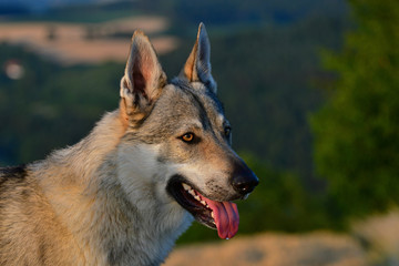 Portrait of a czechoslovakian wolfdog.