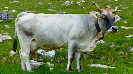 K&uuml;he, Kuh in den Bergen, Almwiese mit Rind in den Alpen