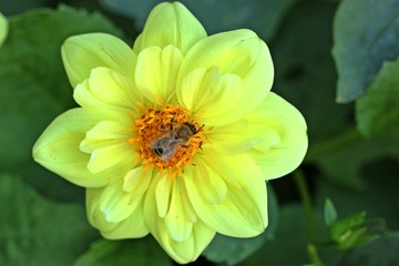Gelbe Collarette-Dahlie (Dahlia variabilis 'Dandy Improved Mix') mit  Biene