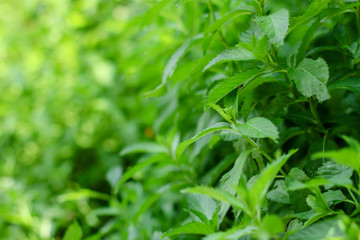 mint, branches and green petals (peppermint plants in the garden). top food background. copy space